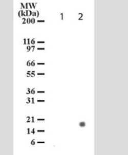 Histone H3, p Ser28 Antibody (117C826) - BSA Free, Novus Biologicals 0.1mg;